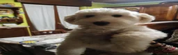 Maltese cani in vendita: Vendo maltese  a Provincia di Verona - Annuncio 4