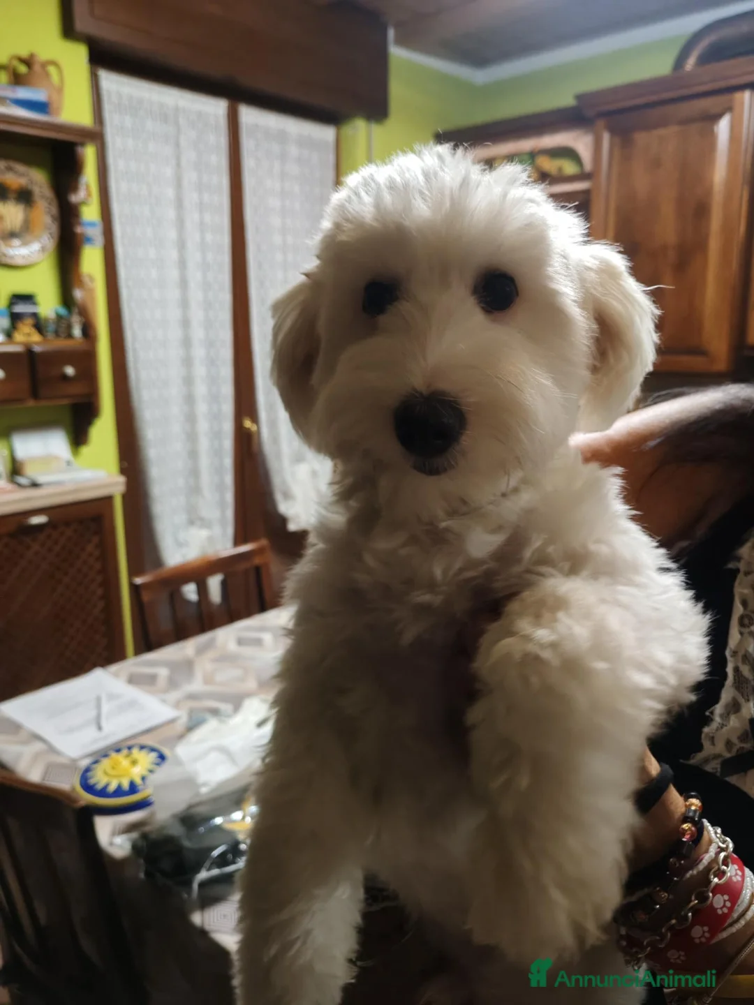 Maltese cani in vendita: Vendo maltese  a Provincia di Verona - Annuncio 4