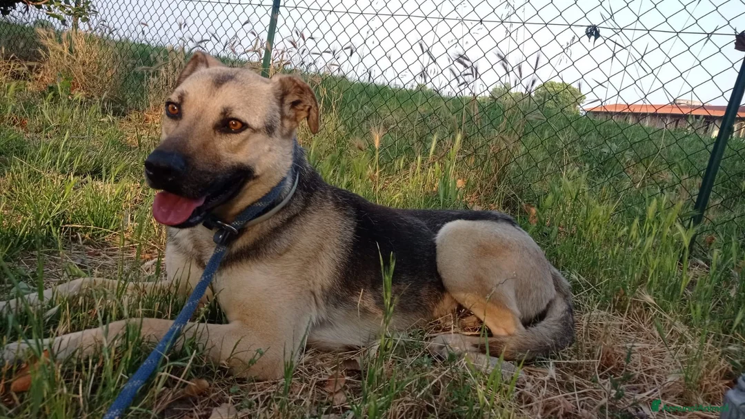 Meticcio cani in regalo: Tanto pastorino 6anni salvato 3anni fa MILANO SOS - Annuncio 1