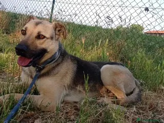 Meticcio cani Tanto pastorino 6anni salvato 3anni fa MILANO SOS - Annuncio 34