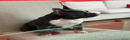 Bulldog Francese cani in vendita: Cucciole Bulldog Francese femmine disponibili.  - Annuncio 9