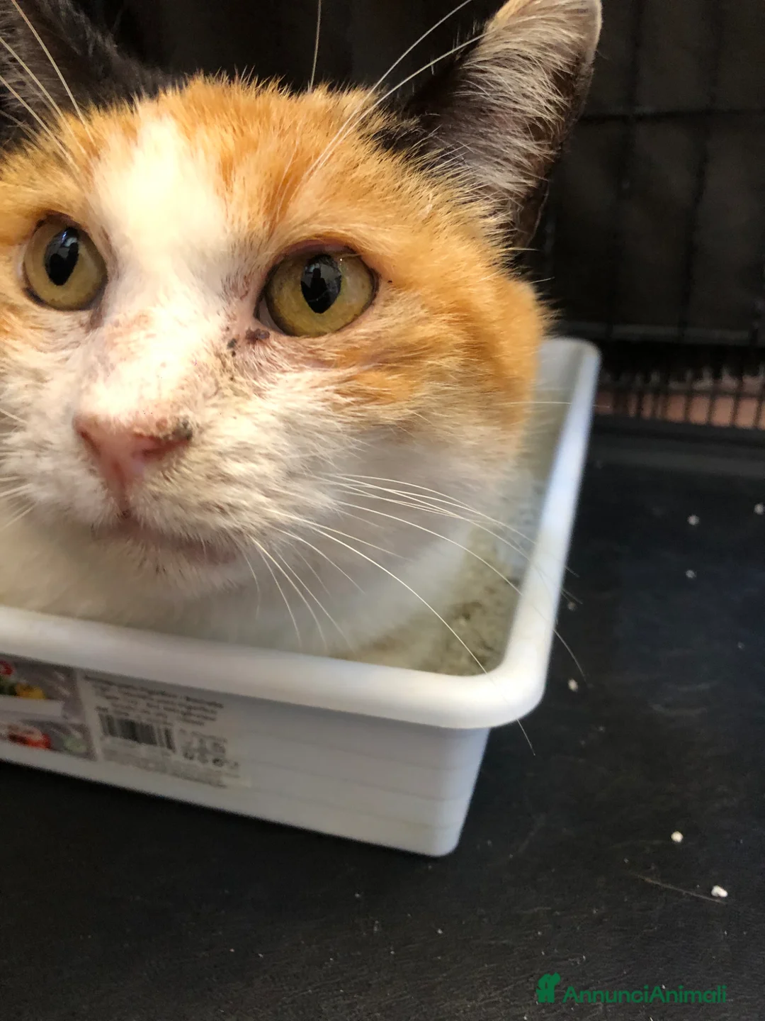 Altre razze gatti in regalo: SOLO PER CHI HA UN 💖  - Annuncio 2