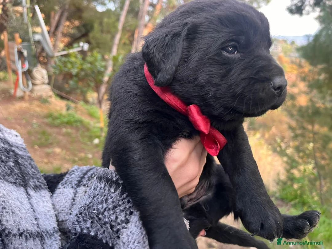Labrador cani in vendita: CUCCIOLI DI LABRADOR - Annuncio 3