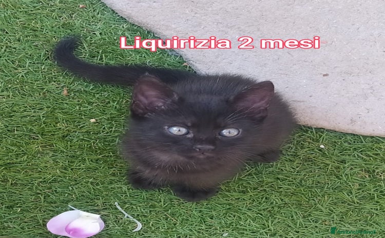 Altre razze gatti a Città Metropolitana di Bologna - Annuncio 4