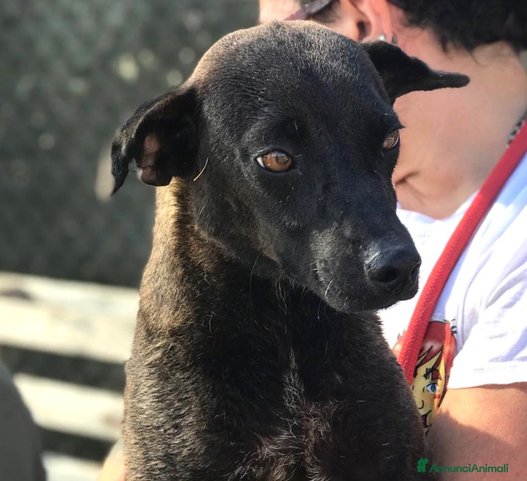 Meticcio cani in regalo: Hennè un concentrato di allegria a Provincia di Latina - Annuncio 1