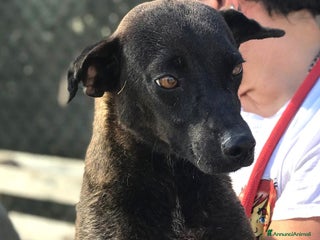 Meticcio cani Hennè un concentrato di allegria a Provincia di Latina - Annuncio 42