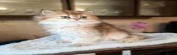 British gatti in vendita: British longhair Golden Maschio  - Annuncio 6
