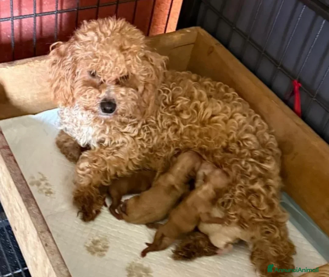 Meticcio cani in vendita: Disponibili adorabili cuccioli di Barboncino a Città Metropolitana di Torino - Annuncio 2