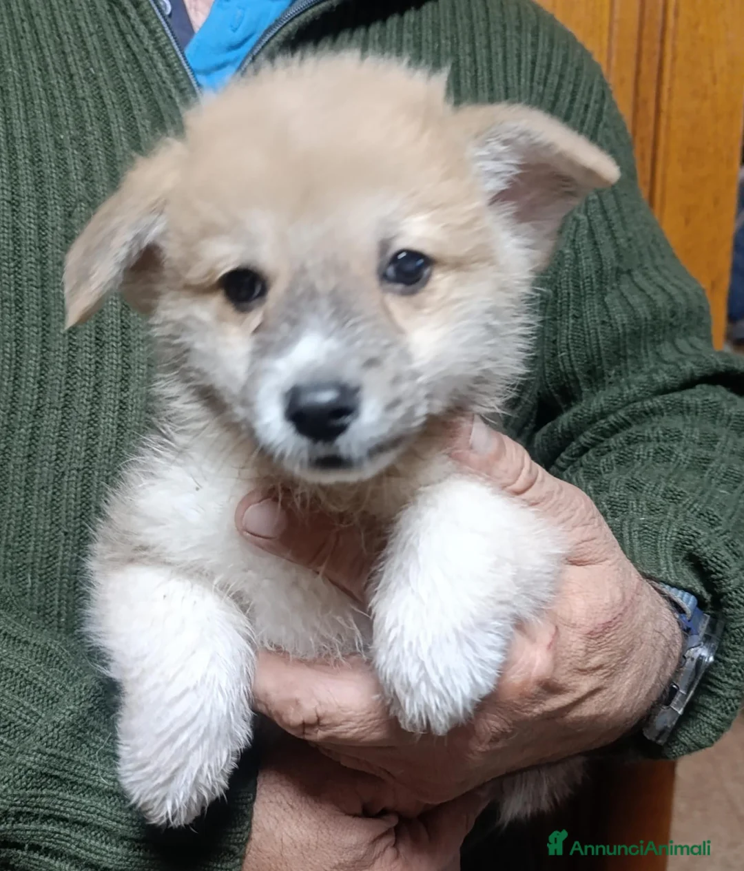 Corgi Pembroke cani in vendita: Welsh Corgi Péembroke a Province of Pavia - Annuncio 6