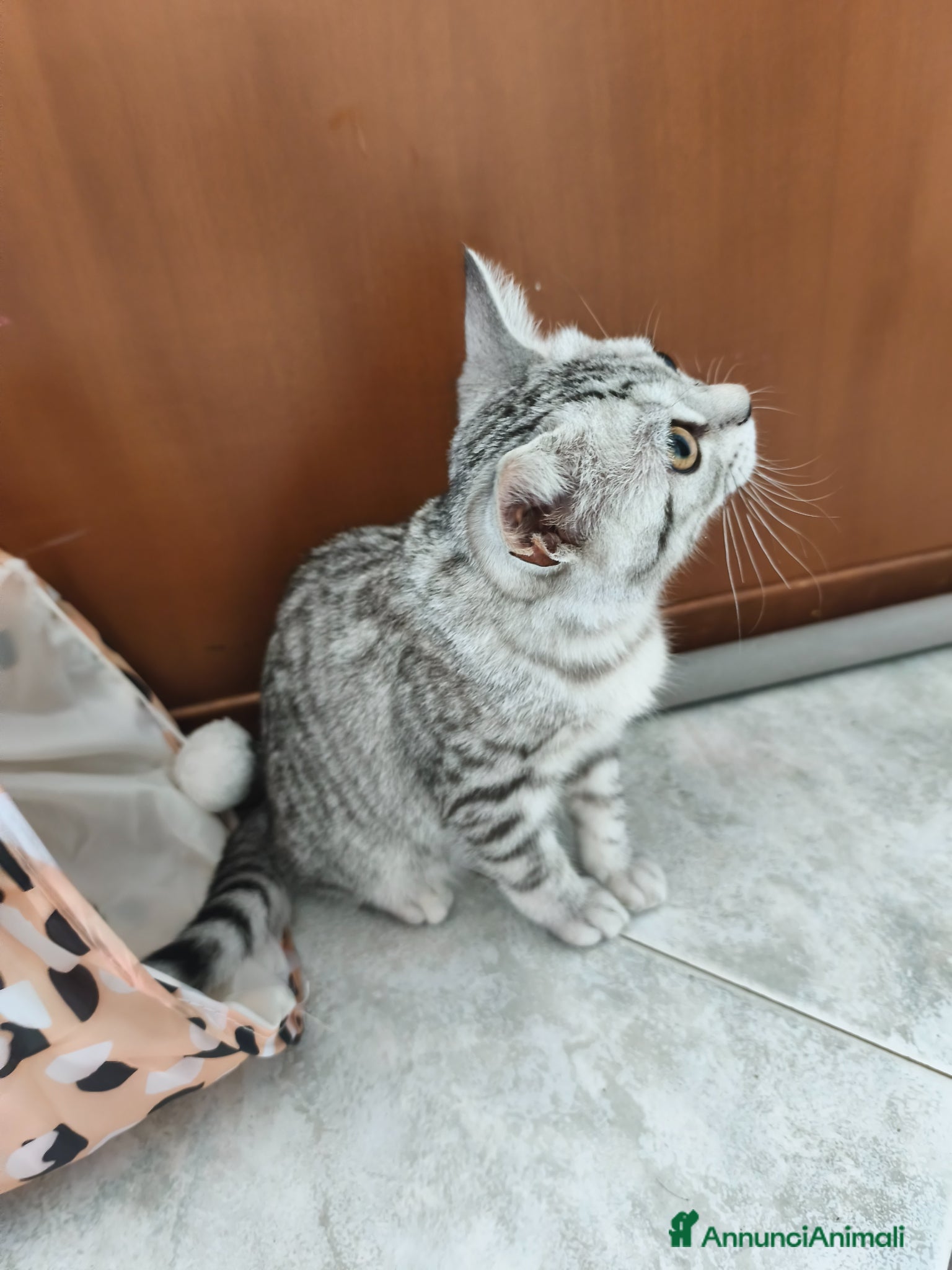 Scottish gatti in vendita: Gatto scottish straight  a Provincia di Como - Annuncio 4