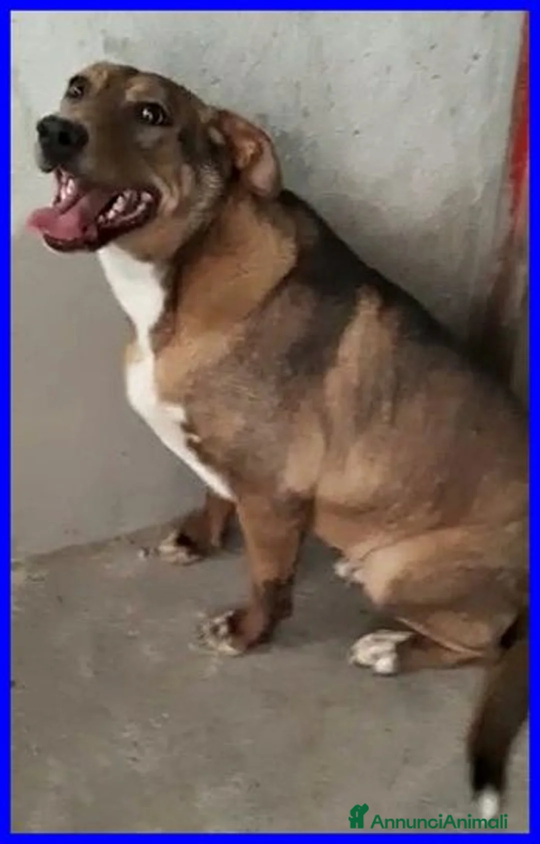 Meticcio cani in regalo: STOCCOLMA una patatone tg media a Città Metropolitana di Torino - Annuncio 4