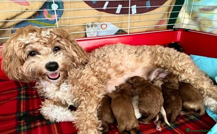 Meticcio cani - Annuncio 15