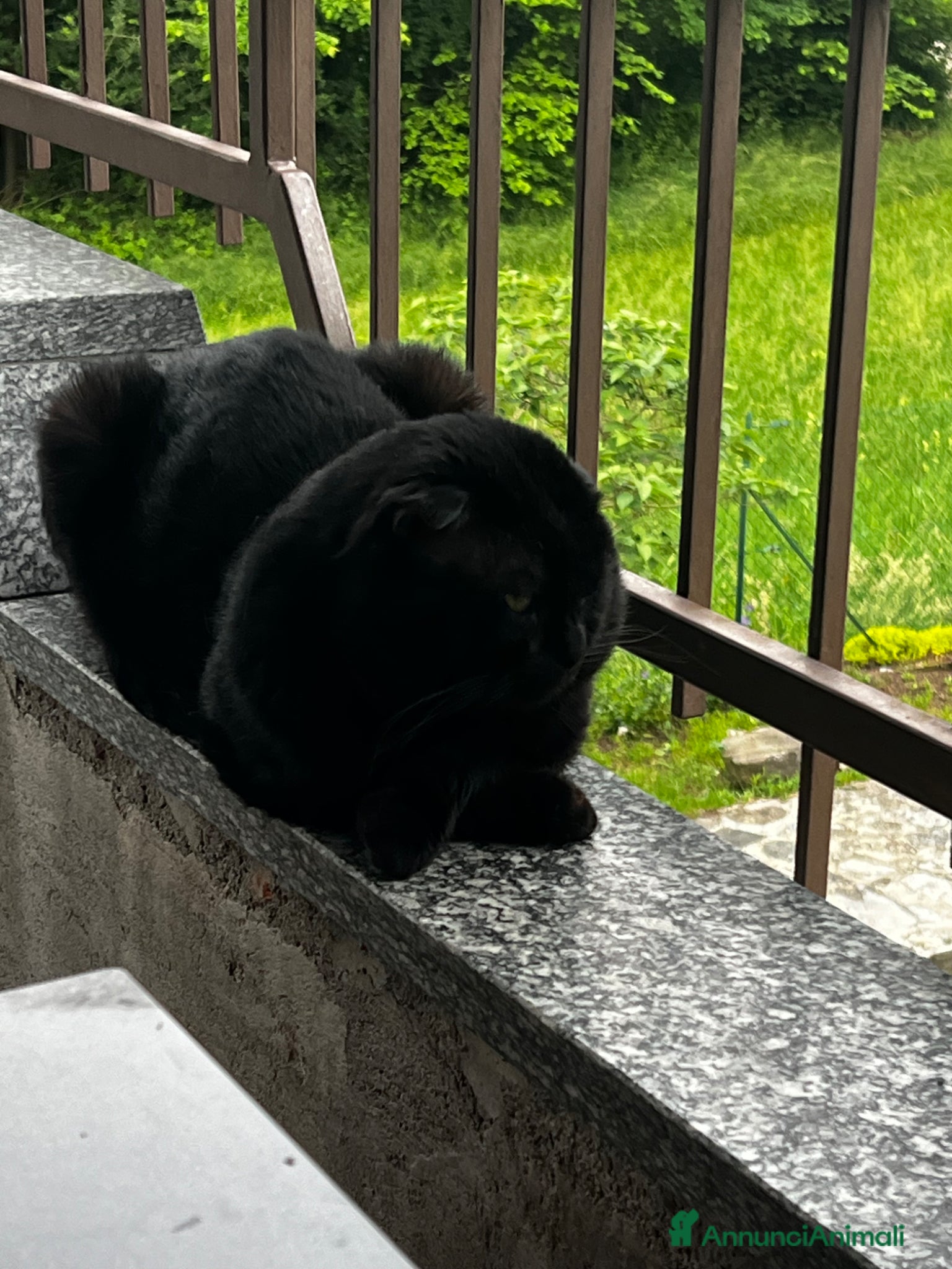 Scottish gatti Scottish fold - Annuncio 8
