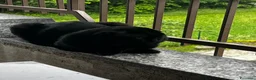 Scottish gatti in vendita: Scottish fold - Annuncio 1