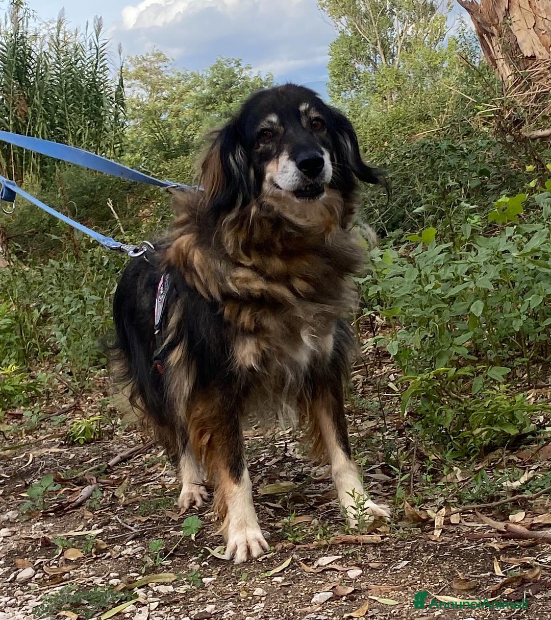 Meticcio cani in regalo: Sally dolce cagnolina taglia media adozione Latina - Annuncio 3