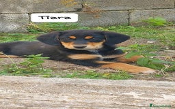 Meticcio cani in regalo: TIARA cucciola dolce a Città Metropolitana di Bologna - Immagine 9