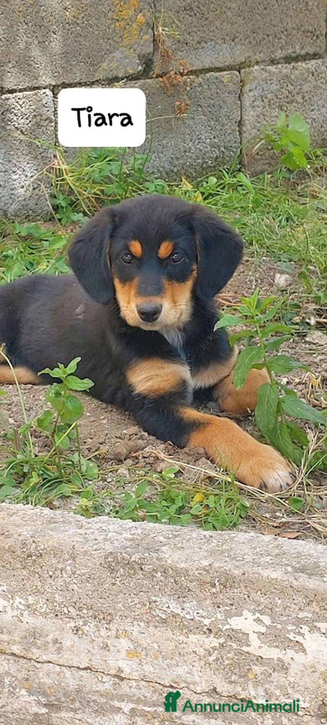 Meticcio cani in regalo: TIARA cucciola dolce a Città Metropolitana di Bologna - Immagine 9