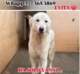 Meticcio cani Evita 3/4anni tolta da 1lager SOS CASA ROMA - Annuncio 34