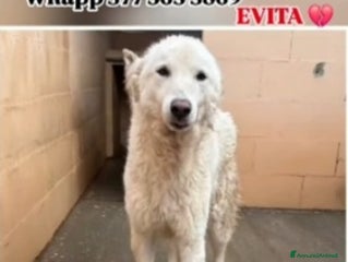 Meticcio cani Evita 3/4anni tolta da 1lager SOS CASA ROMA - Annuncio 19