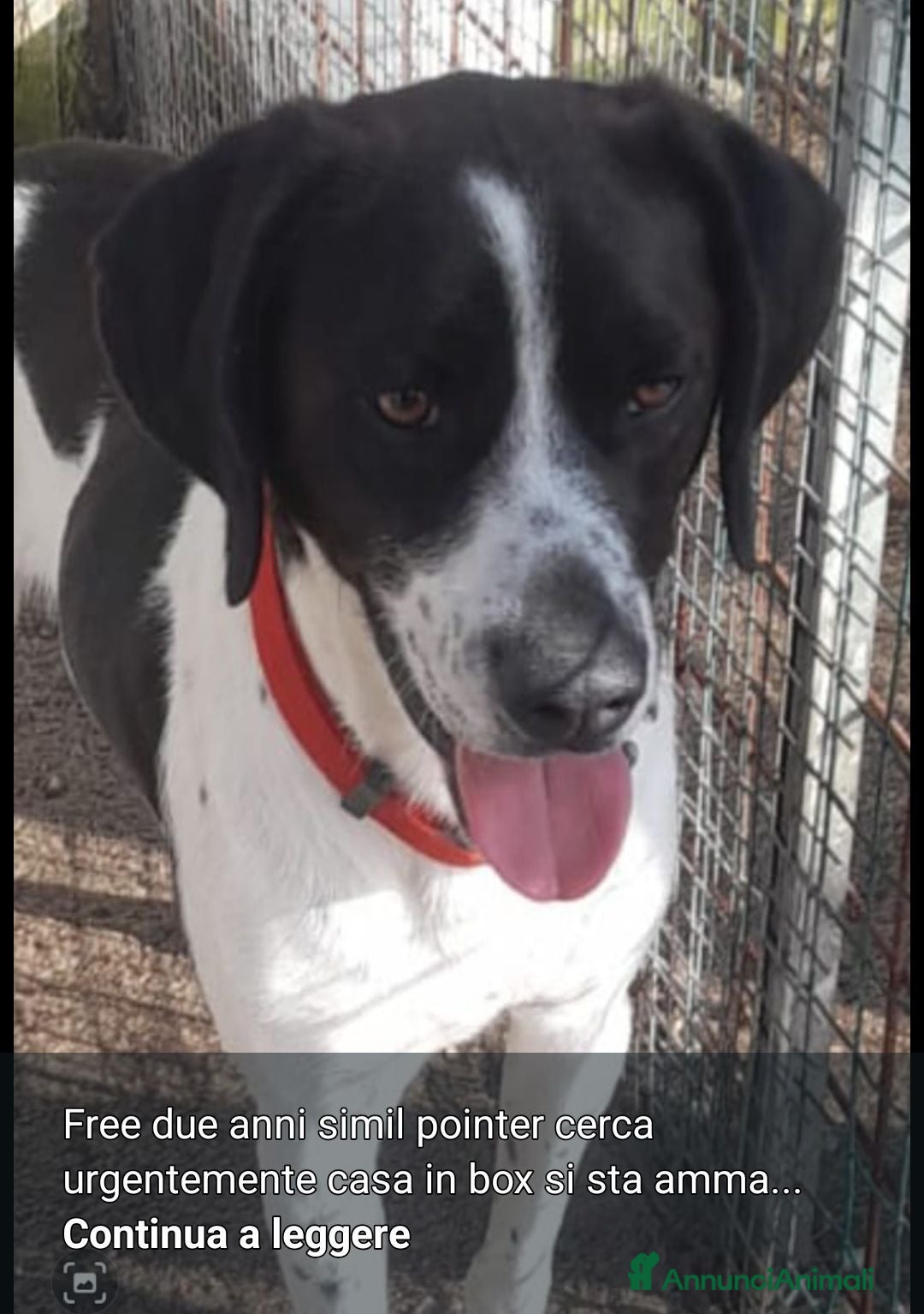 Meticcio cani Mix Pointer 4anni cresce dietro le sbarre..NAPOLI - Annuncio 7