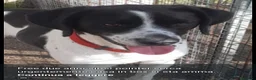 Meticcio cani in regalo: Mix Pointer 4anni cresce dietro le sbarre..NAPOLI - Annuncio 1