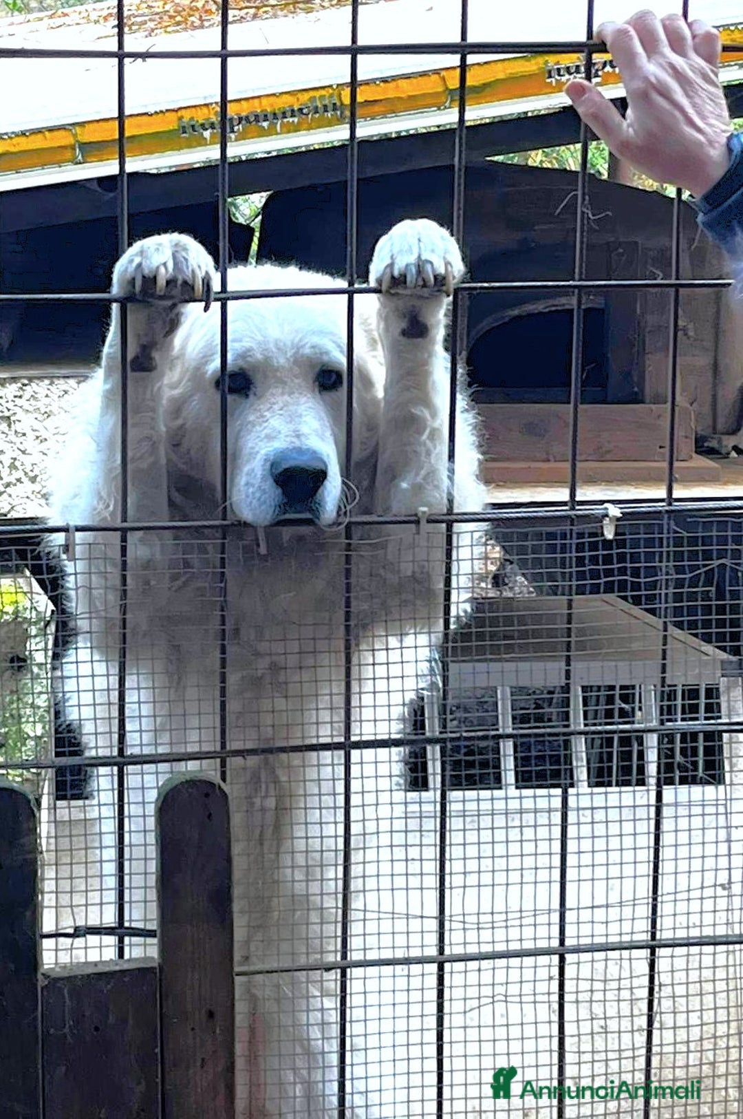 Pastore Maremmano cani in regalo: ZACK giovane PMA unico! - Annuncio 9