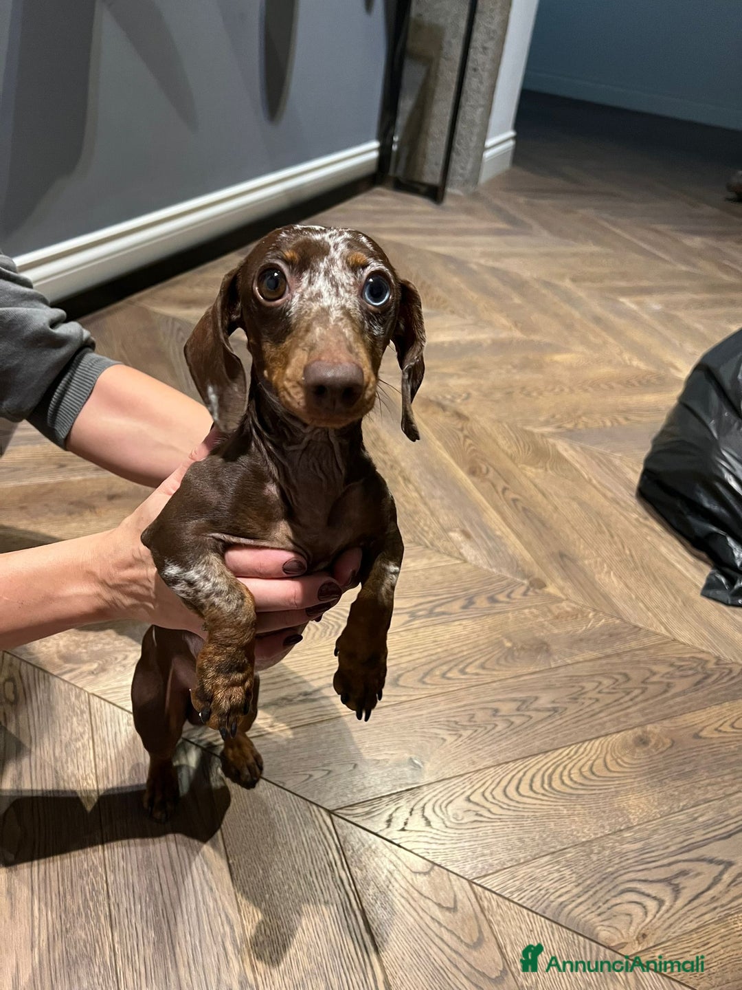 Bassotto cani in vendita: Bassotti tedeschi cioccolato, nero e arlecchino a Provincia di Viterbo - Immagine 7