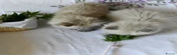 Siberiano gatti in vendita: Cuccioli Neva Masquerade Siberiano pedigree Anfi - Annuncio 4