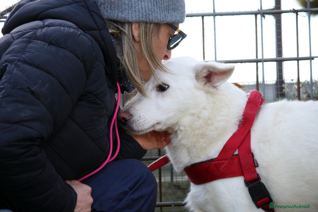 Meticcio cani in regalo: Cucciolo mix pastore svizzero in adozione  - Annuncio 4