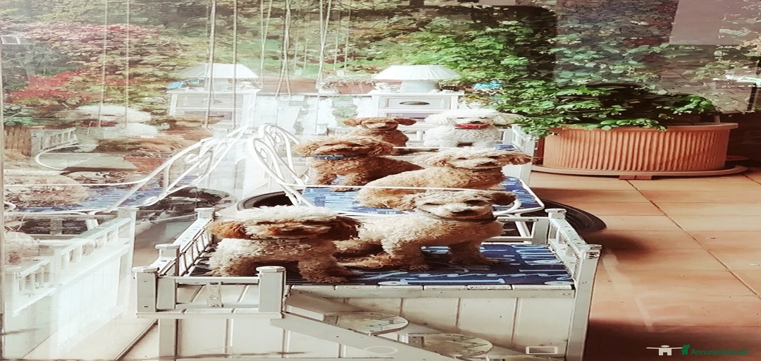 Immagine della galleria {{count}}