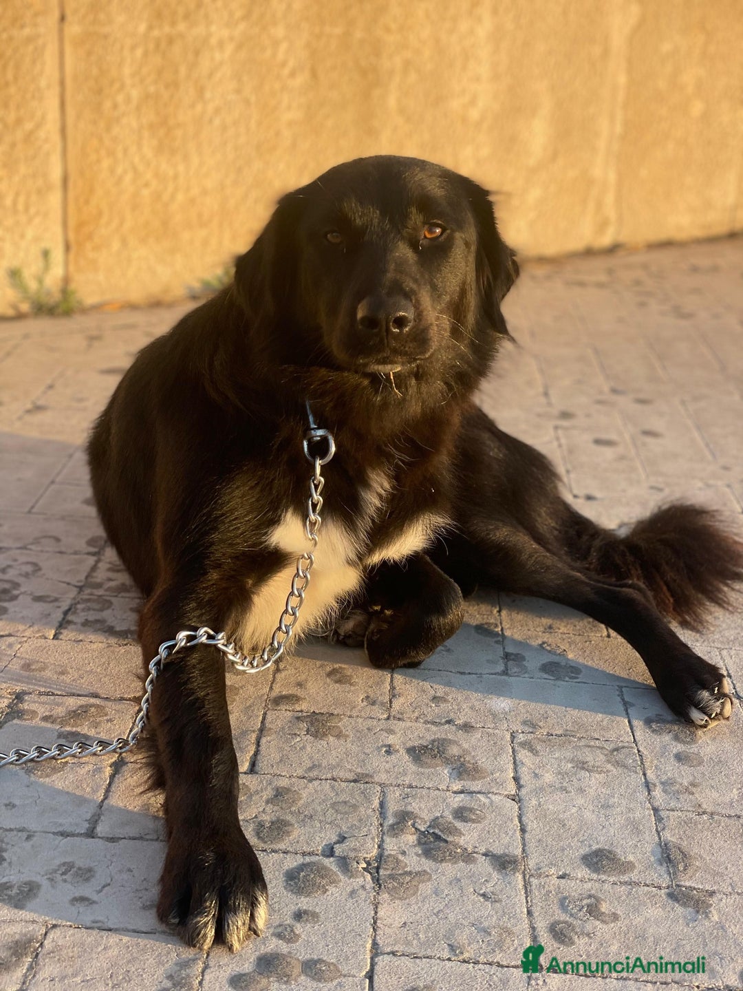 Meticcio cani in regalo: Diana dolcissima cagnolona - Annuncio 10