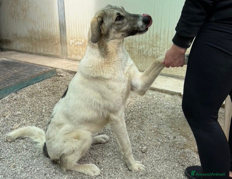 Meticcio cani Maya: bellissima principessa taglia grande  - Annuncio 1