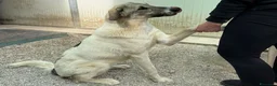 Meticcio cani in regalo: Maya: bellissima principessa taglia grande  - Annuncio 1
