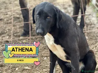 Pastore Asia Centrale cani ATHENA 8 mesi cerca casa - pastore asia centrale - Annuncio 16