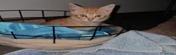 Meticcio gatti in regalo: Joy tutta vita  - Annuncio 2