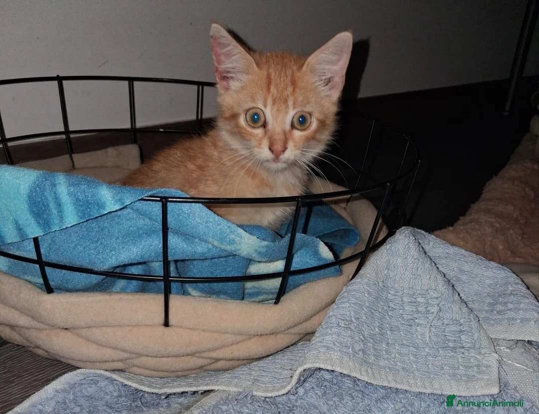 Meticcio gatti in regalo: Joy tutta vita  - Annuncio 2