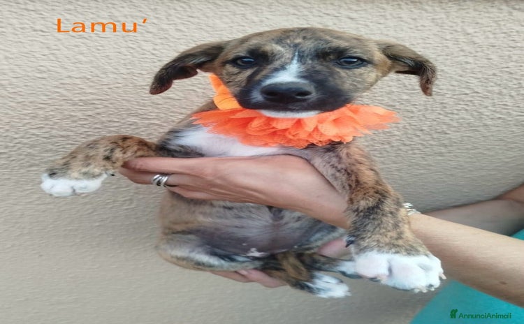 Meticcio cani a Città metropolitana di Roma Capitale - Annuncio 18