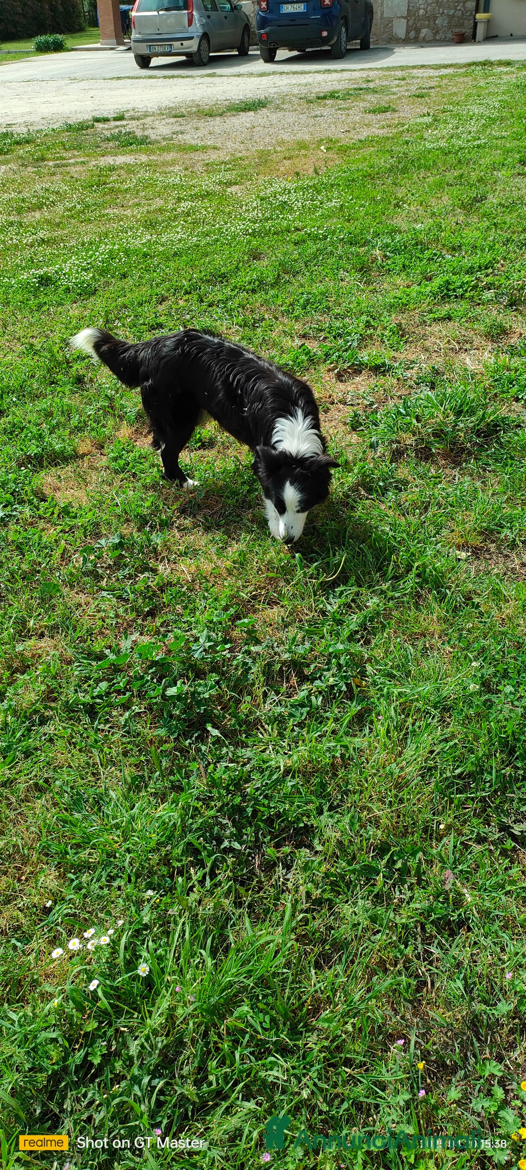 Border Collie cani in vendita: Border collie  a Provincia di Frosinone - Annuncio 5
