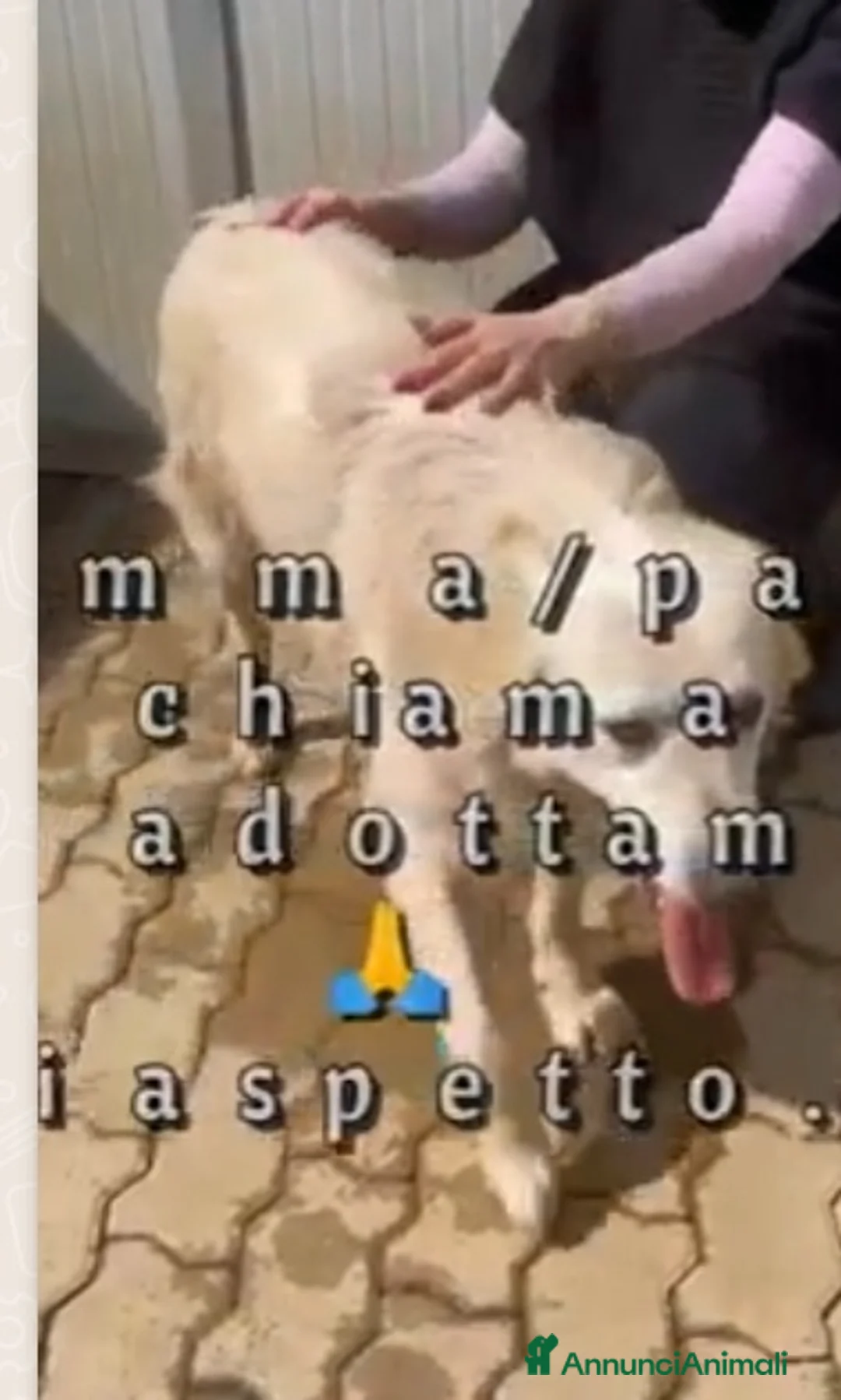 Meticcio cani in regalo: Mix Gokden 6anni ENTRATO A 3MESI IN CANILE!CALABRI - Annuncio 7