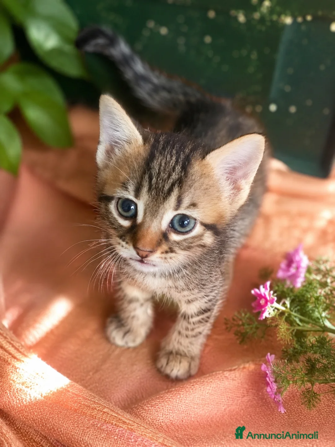 Europeo gatti in regalo: Maschio tigrato 3 mese dolce, carina e affetouso a Provincia di Terni - Annuncio 1