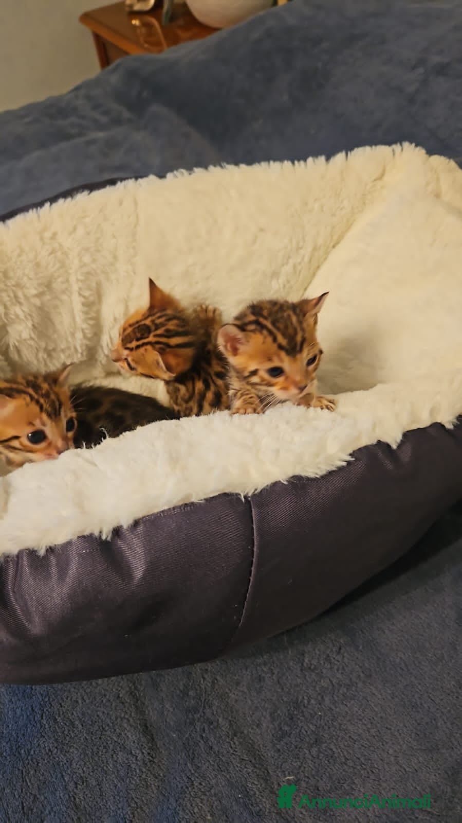 Bengala gatti Meravigliosi cuccioli di bengala  - Annuncio 2