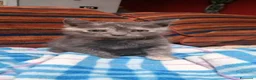 Europeo gatti in regalo: ZELDA, tenera gattina da adottare! - Annuncio 7