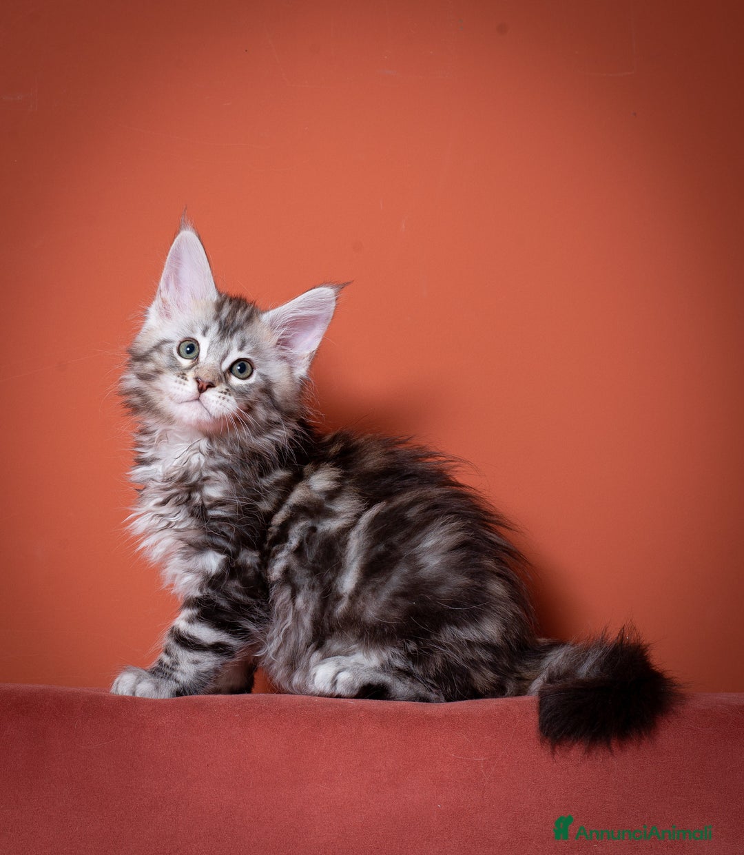 Maine Coon gatti in vendita: Gattino bellissimo da allevamento Mainemarie - Annuncio 7