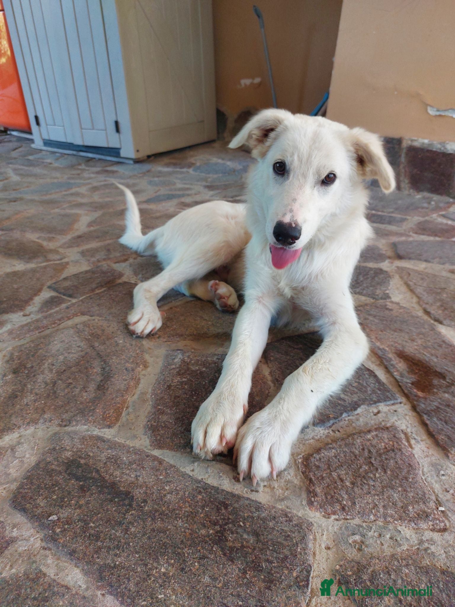 Meticcio cani Dolce cucciolo di 6 mesi cerca casa - Annuncio 6