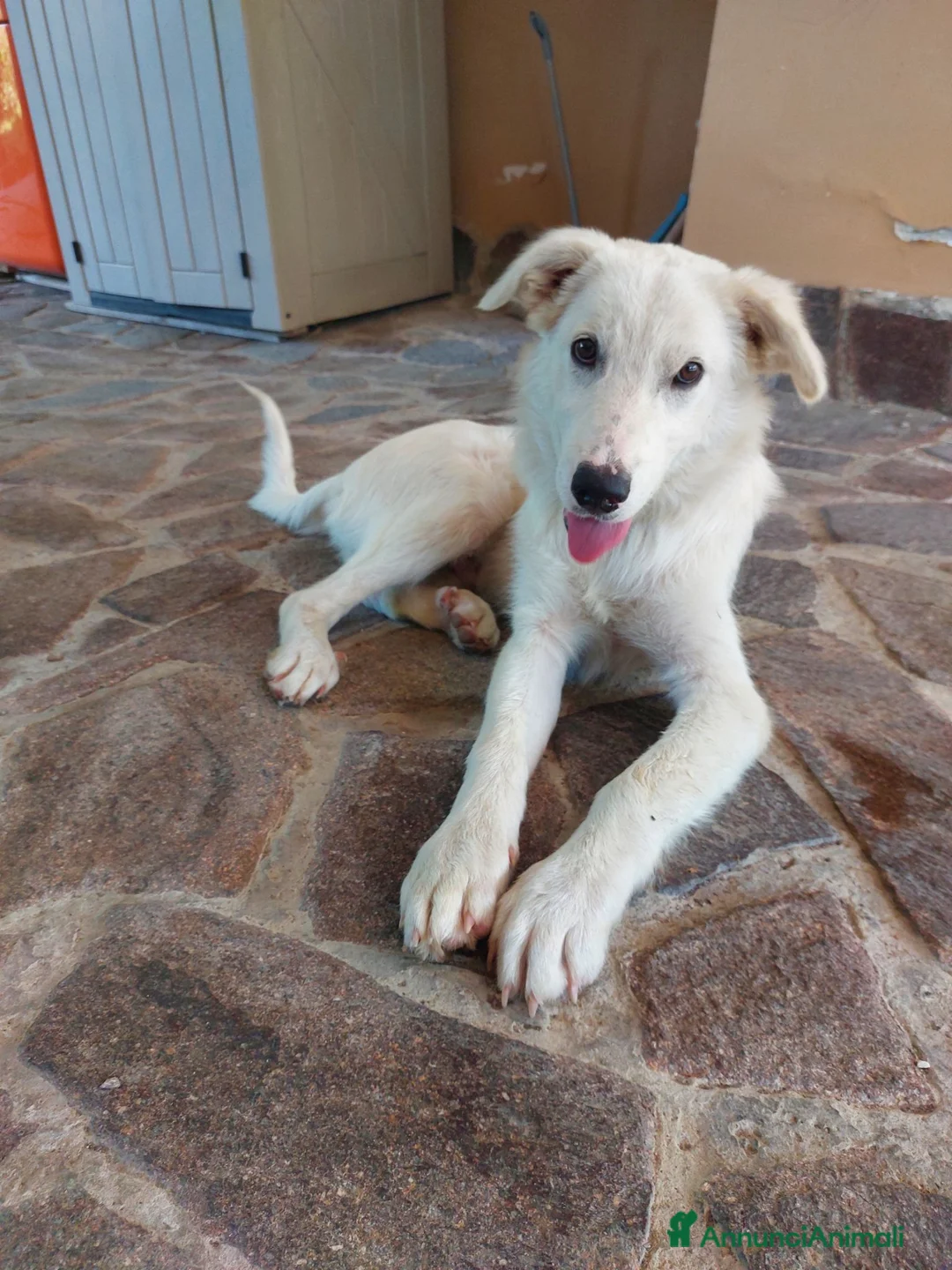 Meticcio cani in regalo: Dolce cucciolo di 6 mesi cerca casa a Città Metropolitana di Napoli - Annuncio 1
