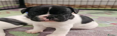 Bulldog Francese 1
