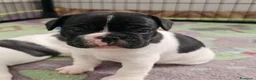 Bulldog Francese cani in vendita: Cuccioli di Bulldog Francese  - Annuncio 2