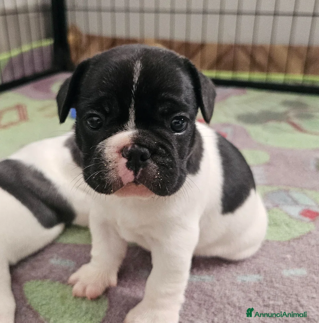 Bulldog Francese cani in vendita: Cuccioli di Bulldog Francese  - Annuncio 2