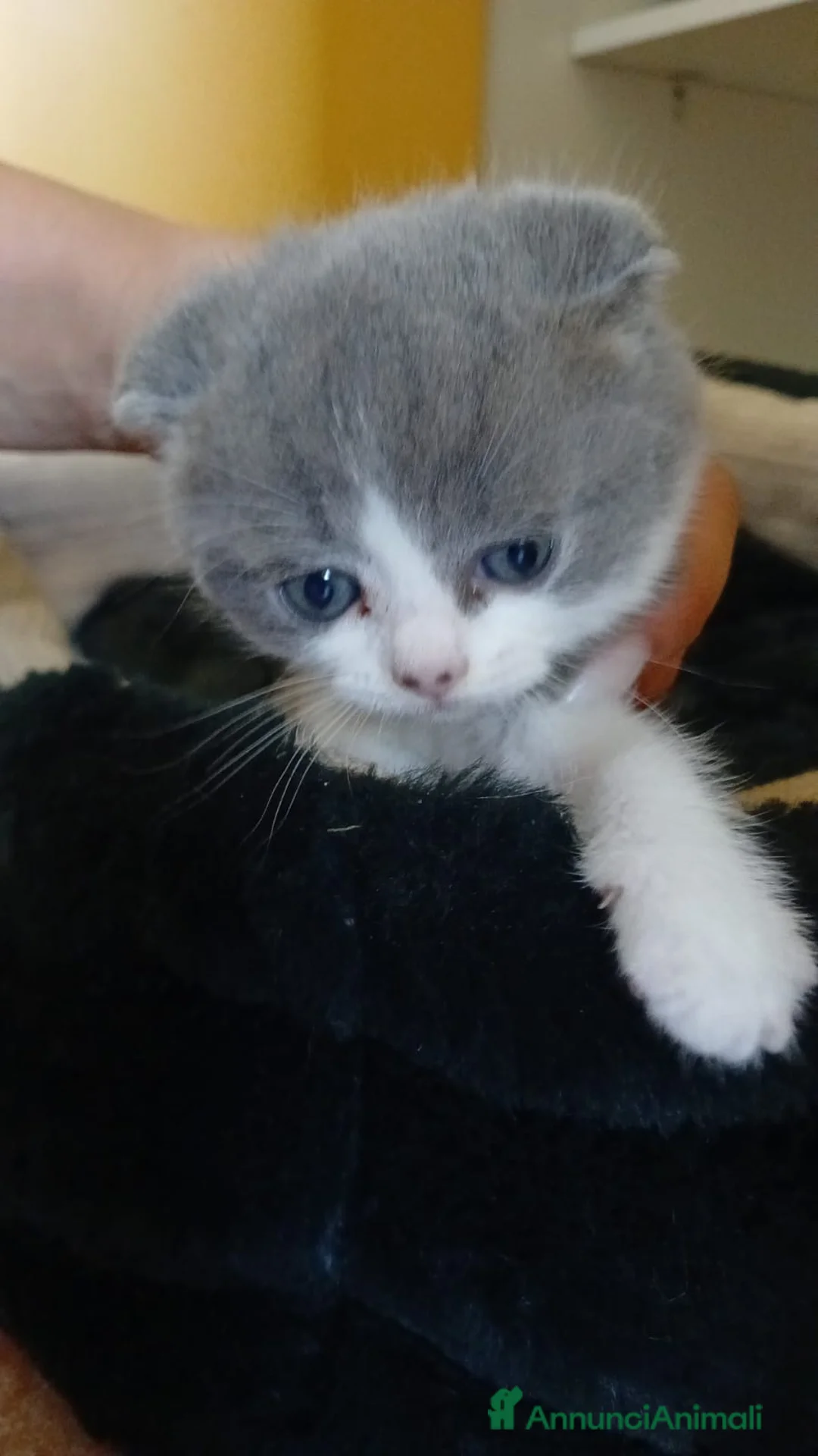 Scottish gatti in vendita: Splendidi gattino Schottis Fold a Provincia di Perugia - Annuncio 2