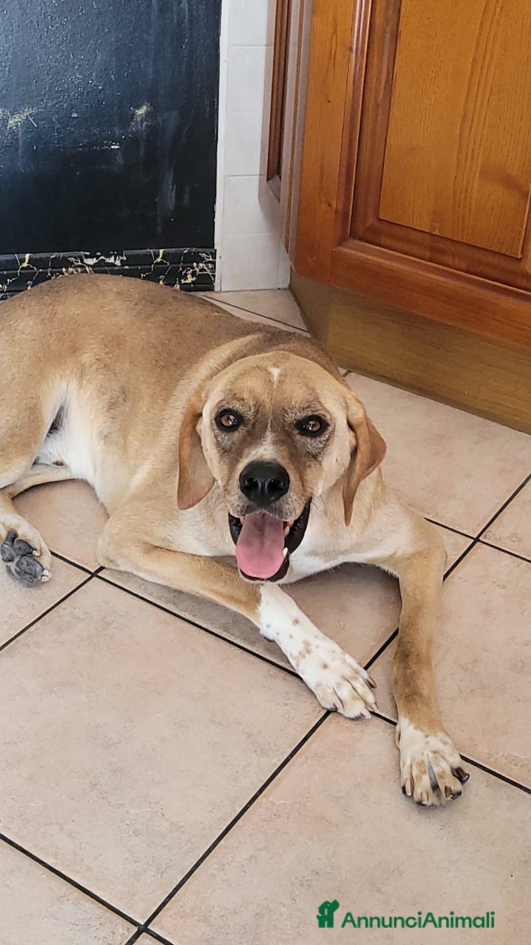 Meticcio cani in regalo: Splendido meticcio DYLAN a Città metropolitana di Milano - Annuncio 6